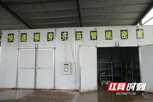 益阳赫山 工厂化育秧助力春耕